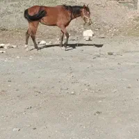 مادیان