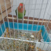 طوطی برزیلی