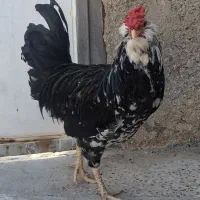 خروس گلین