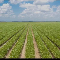 یک هکتار زمین کشاورزی