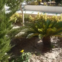 کلیه کارهای باغبانی درکوهپایه|خدمات باغبانی و درختکاری|کرمان, |دیوار