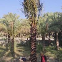 نخل ساحل