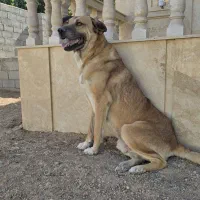 سگ سراب نگهبان سفت