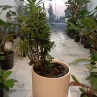 گل شمشاد ابلق و سبز و پایه دار ارسال رایگان + هدیه|گل و گیاه طبیعی|مشهد, رده|دیوار