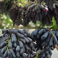 خدمات هـرس وپیـوند|خدمات باغبانی و درختکاری|سبزوار, باهنر|دیوار