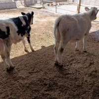 دو عدد گوساله نر خوب