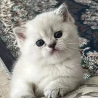 &دنیای کوچک(( گربه‌)لوس وناز نازی