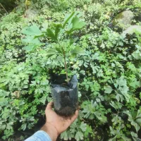 ژینگو نایلکسی بافونیکس نایلکسی|گل و گیاه طبیعی|رودسر, |دیوار