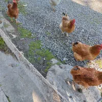 مرغ  وتخم مرغ