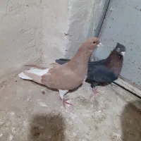 کفتر ماده شهری زرد وتافته|پرنده|شیراز, داریون|دیوار