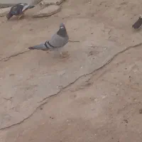 ماده سبز فروشی