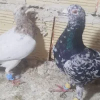 چند عدد کبوتر پرنده و جفتی