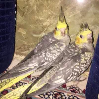 عروس هلندی