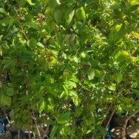 نهالستان ریشه پرس نهال میوه