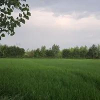 زمین یازده هزارمتری با درختان سنوبر|فروش زمین و ملک کلنگی|طاهرگوراب, |دیوار