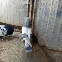 کبوتر سبز بزن