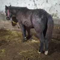 کره اسب نر یک ساله ورزشی|اسب و تجهیزات اسبسواری|ارومیه, |دیوار