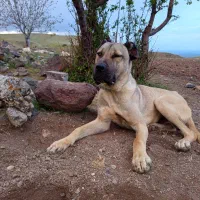 سگ سرابی تازه میشه هشت ماهه