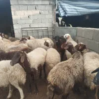 گوسفند داشتی جوان|حیوانات مزرعه|کوهدشت, |دیوار