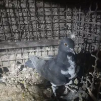 کبوتر|پرنده|بم, |دیوار