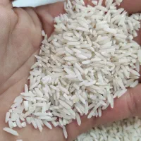 برنج هاشمی درجه یک سورتینگ و تمیز شده (کشاورز)