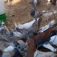 نر زرد شهری