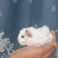 خوکچه هندی|موش و خرگوش|مشهد, شهرک شهید باهنر|دیوار