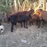 قوچ|حیوانات مزرعه|مزرعه کتول, |دیوار