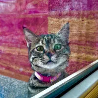 گربه دی اس اچ واگذاری