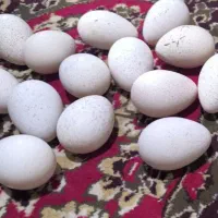 تخم بوقلمون