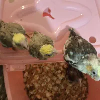 عروس هلندی سرلاکی