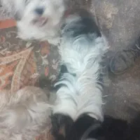 واگذاری  سگ  کوچک|سگ|مرودشت, تخت جمشید|دیوار