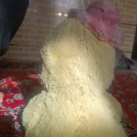 عروسک خرسی|اسباببازی|شیراز, کوشک میدان|دیوار