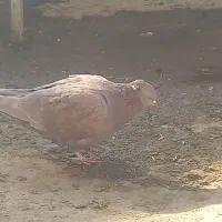 کبوتر گمشده