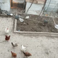 مرغ شاخدار|حیوانات مزرعه|پاکدشت, حصار امیر|دیوار