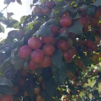 زمین برای کاشت خیار