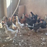 ۲۵عددمرغ جوان سالم سرحال تخم کن|حیوانات مزرعه|خمینی‌شهر, |دیوار