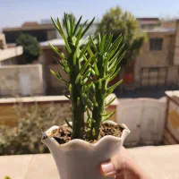 گل و گیاه