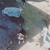 واگذاری سگ پاه کوتاه|سگ|مشهد, کارده|دیوار