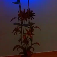 آباژور برنجی بالاله های آبی