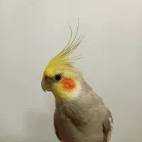 پرنده گمشده