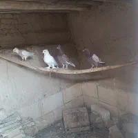 کبوتر