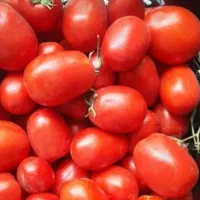 گوجه تازه چین فروشی
