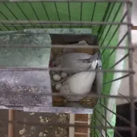 فنج نرگسی قفسی شکلاتی و دوجفت تخم گذاشتن|پرنده|قم, فرهنگیان و شهربانی|دیوار