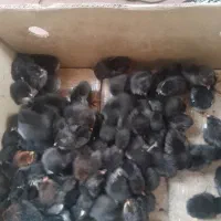 جوجه ۶روزه تمام سیاه|حیوانات مزرعه|بردسیر, |دیوار