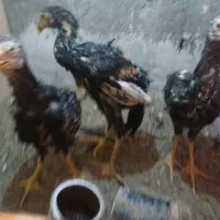 جوجه لاری|حیوانات مزرعه|مهدی شهر, |دیوار