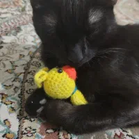 واگذاری گربه دی اس اچ مشکی