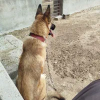 سگ ژرمن مالینیوز