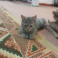 گربه اسکاتیش بریتیش ماده