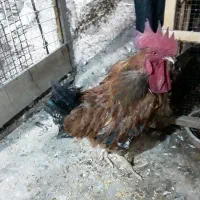 خروس رسمی